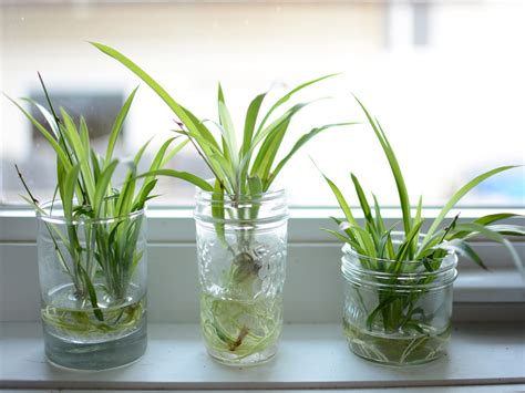 What Kind Of Pot Is Best For A Spider Plant Raka Grup