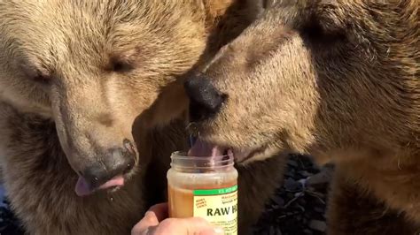 Do Bears Really Love Honey New York Sanctuary Puts Sweet Treat To The
