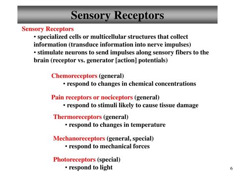 Ppt Chapter 13 General Sensory Receptors Chapter 15 Special