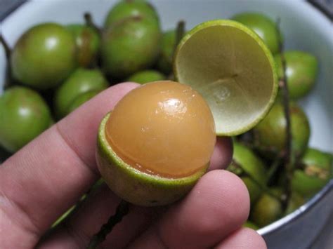 Mamoncillo A Tangy Tropical Fruit Fruit Delicious Fruit Exotic Fruit