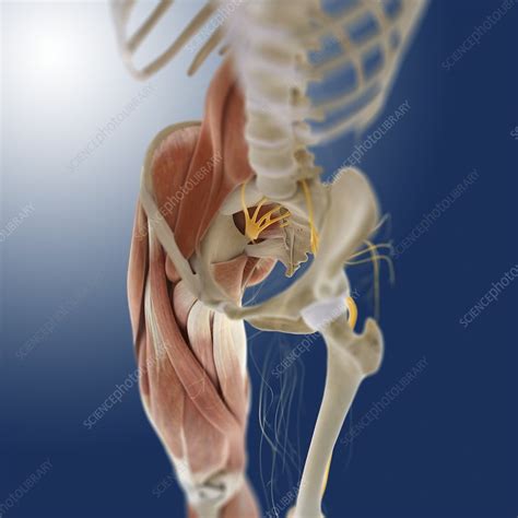 Available for ios, android, windows, mac, site licenses. Lower body anatomy, artwork - Stock Image - C014/5571 ...
