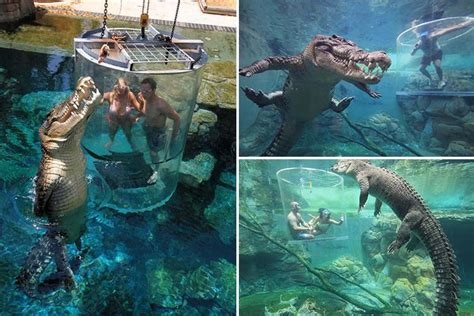 Tourists Come Face To Face With Massive 16ft Long Crocodiles In