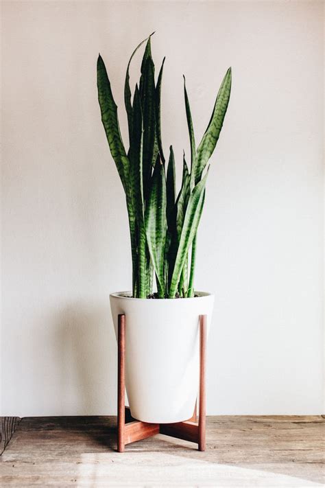 4)benefits of indoor plants in the office. ADDING GREEN TO YOUR HOME - TAKE AIM BLOG | Plant decor ...