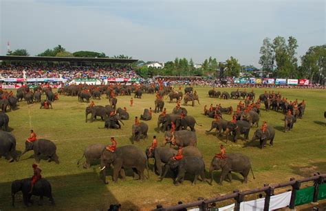 เที่ยวทั่วไทยดินแดนถิ่นช้างใหญ่ที่งานช้างสุรินทร์ปี 2555