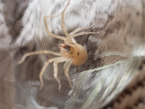 Female Cheiracanthiidae Prowling Spiders In Coquitlam British