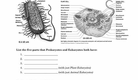 36 Cell Structure Worksheet Answers - support worksheet