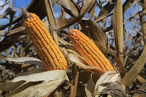 Mexico Issues New Decree On Banning Genetically Modified Corn Texas