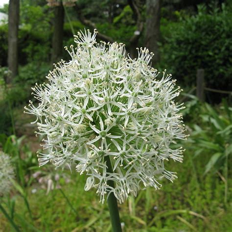 ALLIUM Stipitatum Mount Everest Ail D Ornement Plantes Vivaces