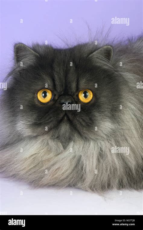 Black Smoke Persian Cat Head Shot Stock Photo Alamy