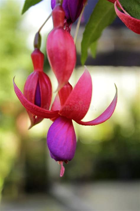 Beautiful Fuchsia Flower Stock Photo Image Of Type 223331146