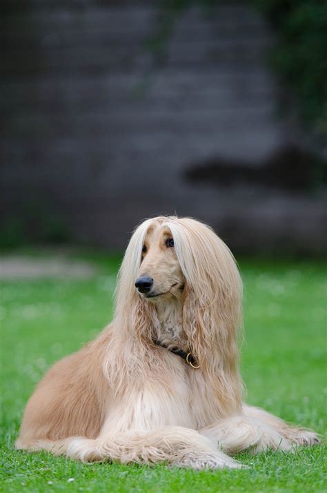 A person of pashtun ethnicity or of pashtun descent. Dog breeds: Afghan Hound Dog temperament and personality ...