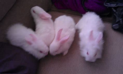 4 Lovely Fluffy White Baby Bunny Rabbits For Sale