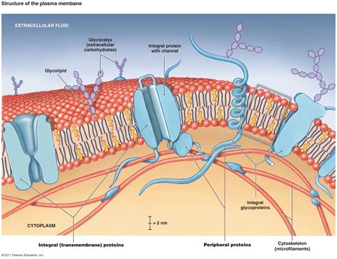 Cell Membrane Layers Simple Functions And Diagram