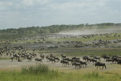 3 Days Serengeti Safari And Ngorongoro Crater Wildlife Tour