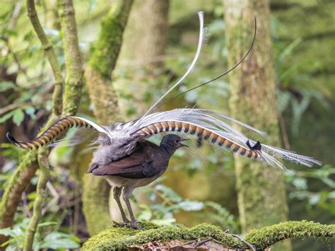 The Art Of Deception A Glimpse Into Fascinating Superb Lyrebird