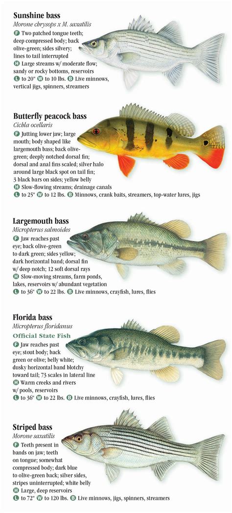 Florida Freshwater Fish Identification Chart My XXX Hot Girl
