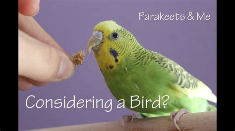 Ask Yourself 8 Questions Before Getting A Bird Bird Youtube Videos