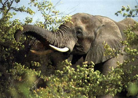 African bush elephants are also known as african savanna elephants. Elephant
