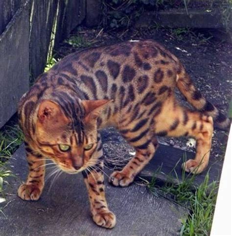 For those who prefer more vertical space, the bengal is designed to do just that. Stunning, friendly Bengal cats and kittens Auckland NZ ...