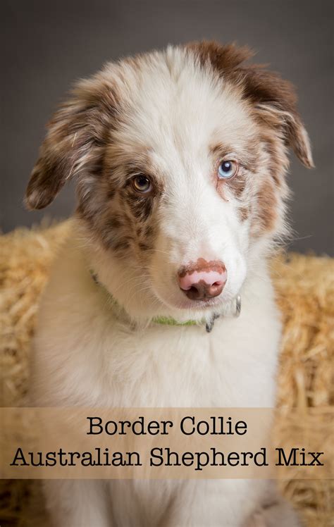 Also known as the golden border retriever, the golden retriever border collie mix is a responsible and a loyal breed. Australian Shepherd And Lab Mix. - Colorado German ...