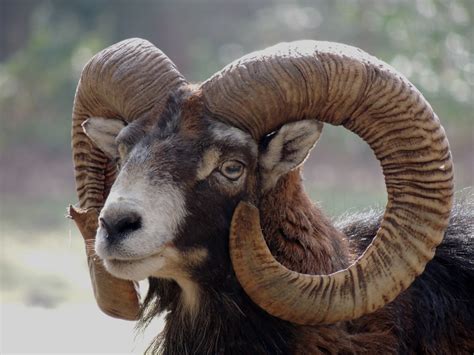 Mouflon Corse Photo Et Image Animaux Animaux Sauvages Cervidés