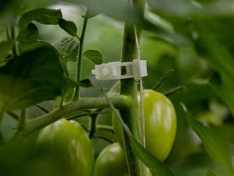 Tomato Clips Support Your Crops With High Quality Clips From Italian