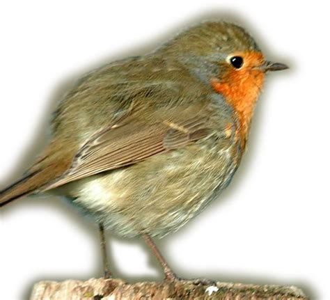 Robin Bird Png Free Logo Image