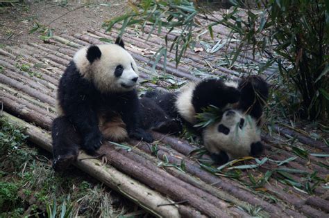 Chengdu Research Base Of Giant Panda Breeding Zoo In
