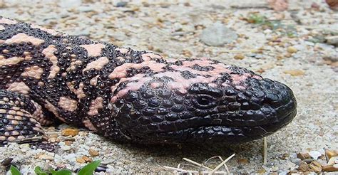 Gila Gila Monster Facts Habitat Adaptations Pet Care Pictures