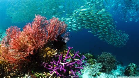 15 Pics Of Amazing Coral Reefs And Fishes Mostbeautifulthings