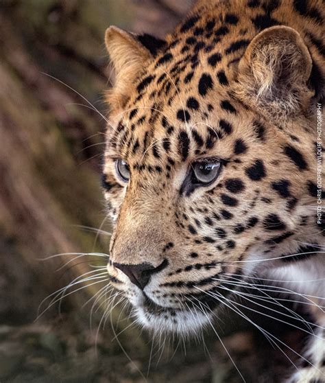 The Worlds Most Endangered Big Cat Could Be Coming To Devon Devon Live