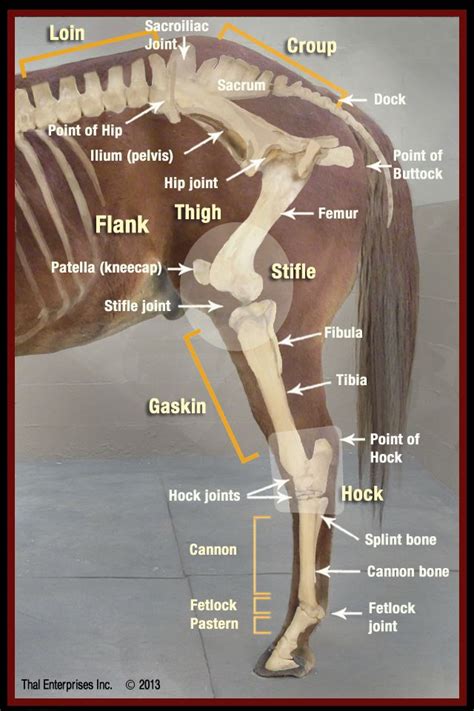 Horse Bone Anatomy Diagram