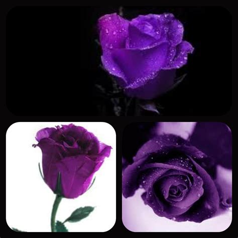 Purple Roses Rakshasa And Friends Fan Art 31449634 Fanpop