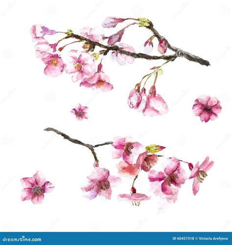 Hand Drawn Cherry Blossoms Stock Vector Image 60457318