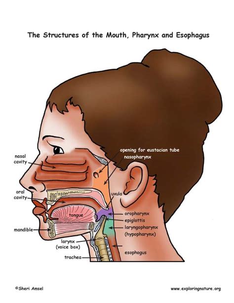 Mouth Pharynx And Esophagus
