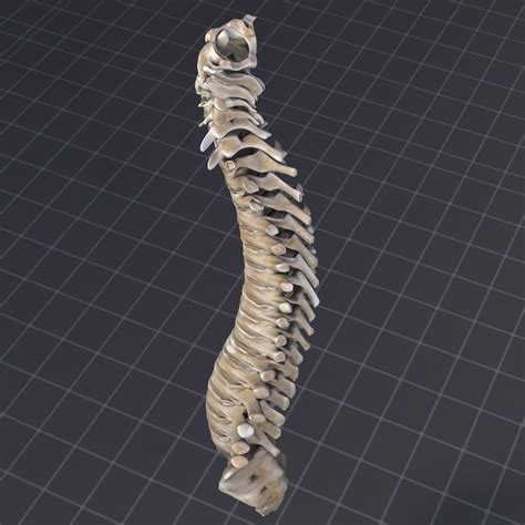 Human Vertebral Column 3d Model In Anatomy 3dexport