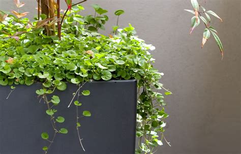 Cascading Plants Better Homes And Gardens