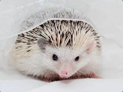 If you've never had a pet hedgehog before, one of the many questions you may have is how long do they live? How Long do Hedgehogs Live - It may come as a surprise to ...