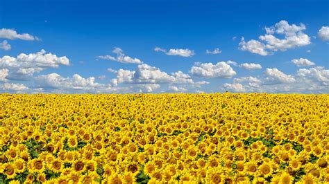 2560x1440 Field Of Sunflowers 1440p Resolution Hd 4k Wallpapers Images