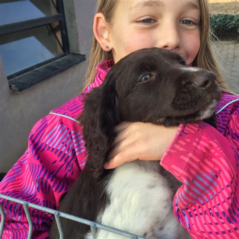 This is kleine münsterländer welpen auf dem bolzplatz by vom bolzplatz on vimeo, the home for high quality videos and the people who love them. Kleiner Münsterländer - Welpen vom Blauensteinhof ...