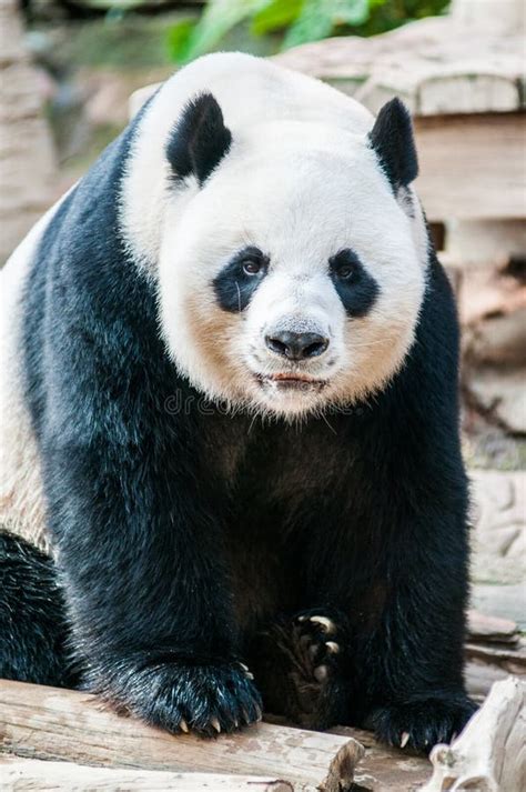 Panda Bear Stock Image Image Of East Wild Nature Park 34577923