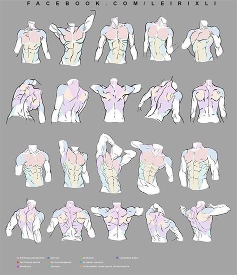 280 Character Anatomy Torso Ideas Anatomy Character Design Anatomy
