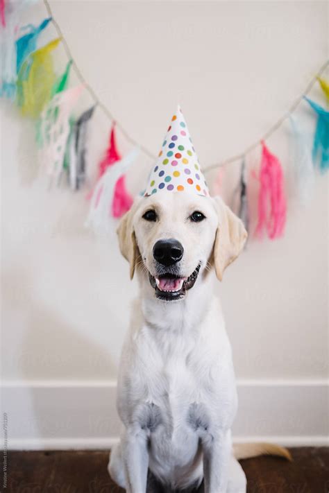 White Dog Celebrating Birthday By Stocksy Contributor Kristine