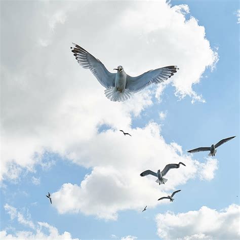 Hd Wallpaper Seagull Bird Fly V Nature Clouds Peace Landscape