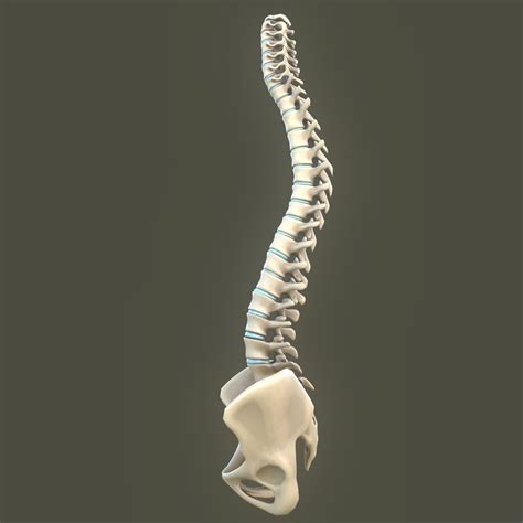 Spine Anatomy Spinal Column 3d Model Cgtrader
