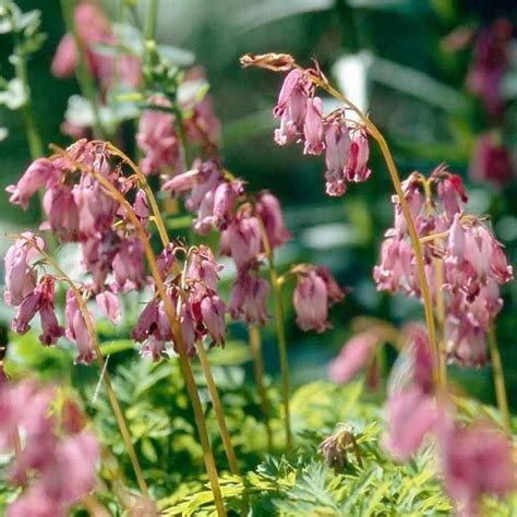 Check spelling or type a new query. 17 Vibrant Perennial Flowers That Bloom All Summer ...