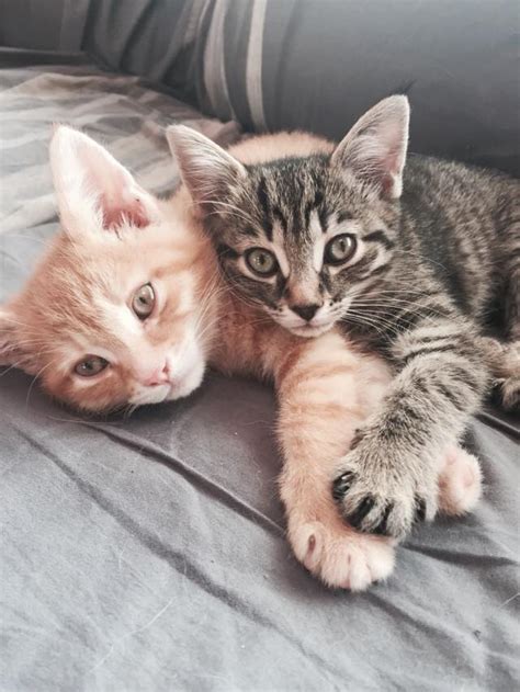 7 Reasons to Adopt Kittens in Pairs - Catman