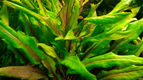 Please read our shipping schedule for details. Cryptocoryne wendtii 'Green Gecko' - 14 ottobre 2018 ...