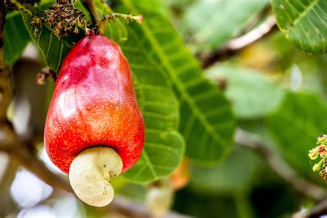 How To Grow Cashew Trees In Your Backyard