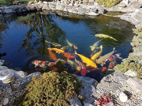 Things You Should Know About Koi Fish Care Aquariums Care